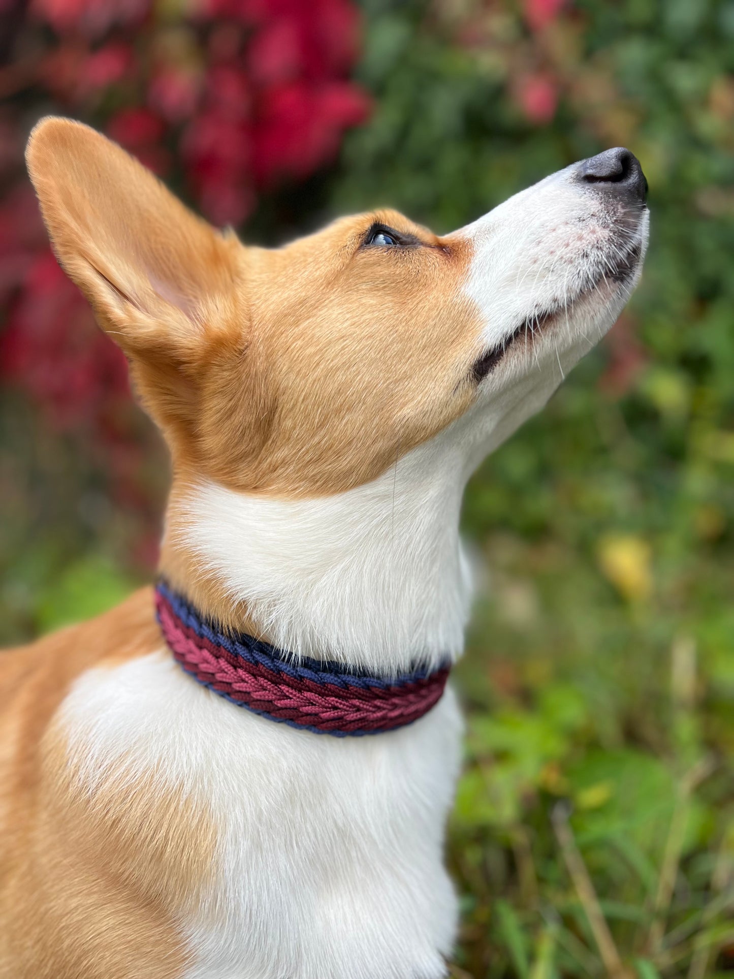 Paracord Collar - Soulful Snoots