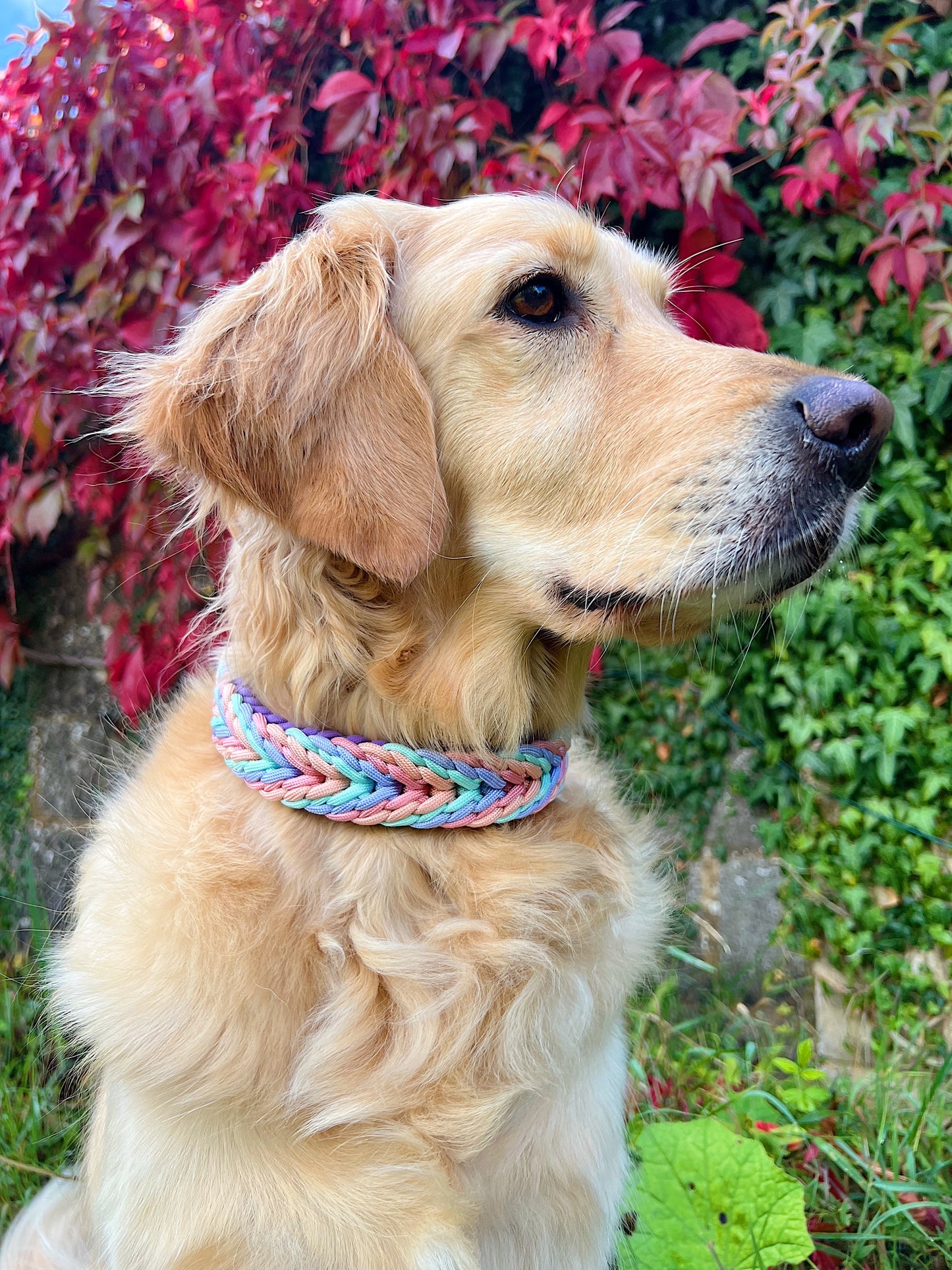 Paracord Collar - Pastel Pups