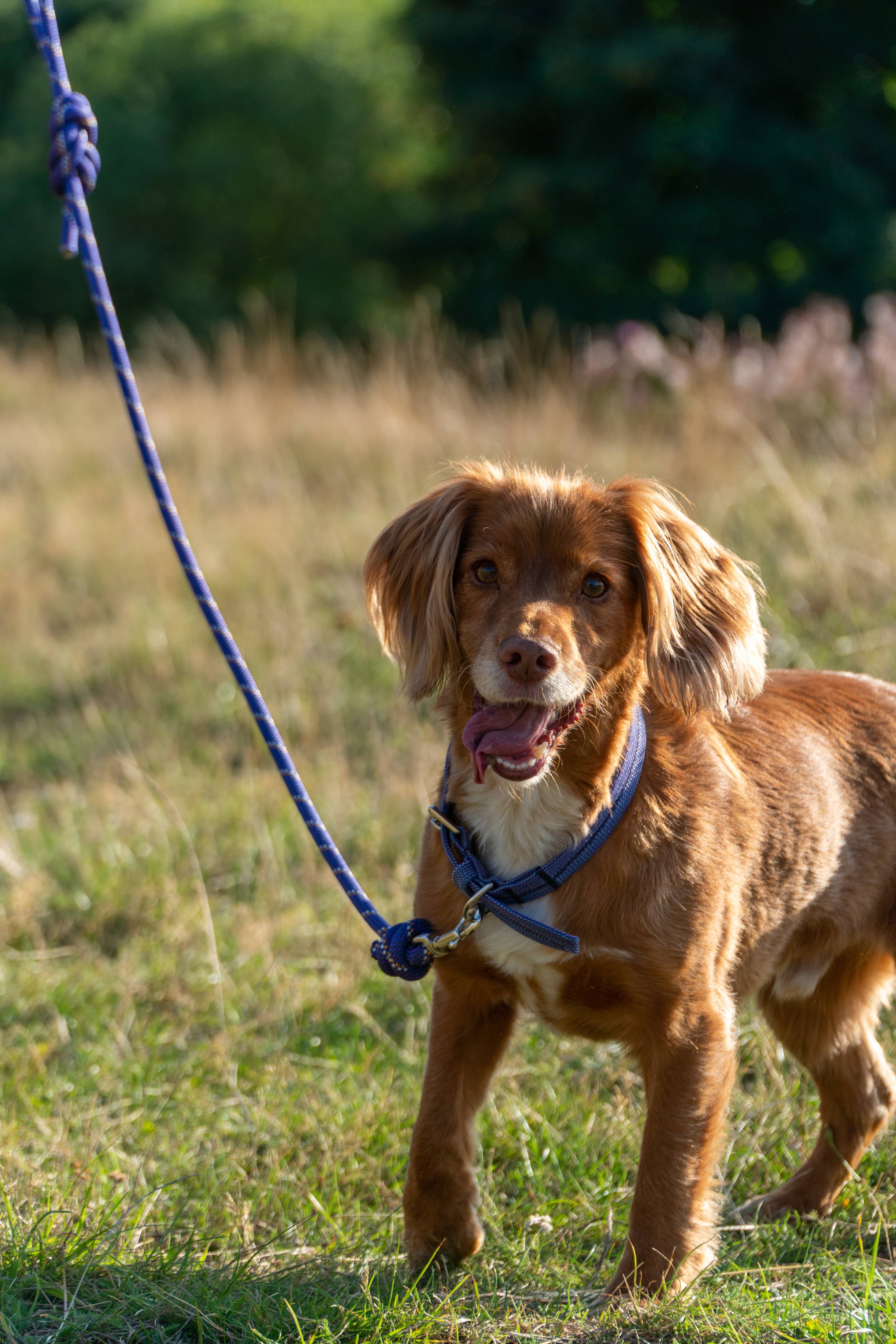 Climbing dog leash sales