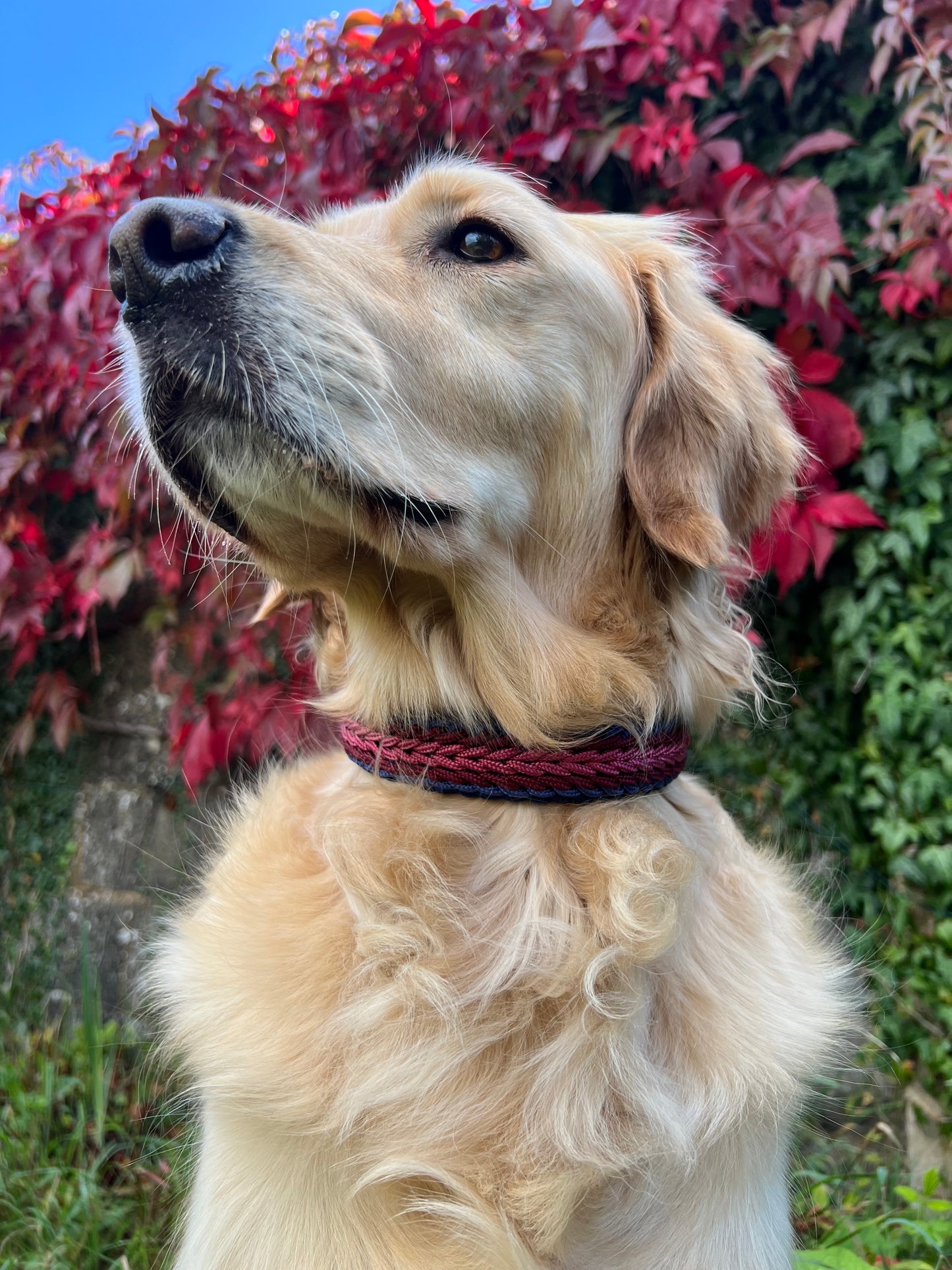 Paracord Collar - Soulful Snoots
